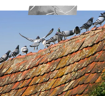 Pigeon control